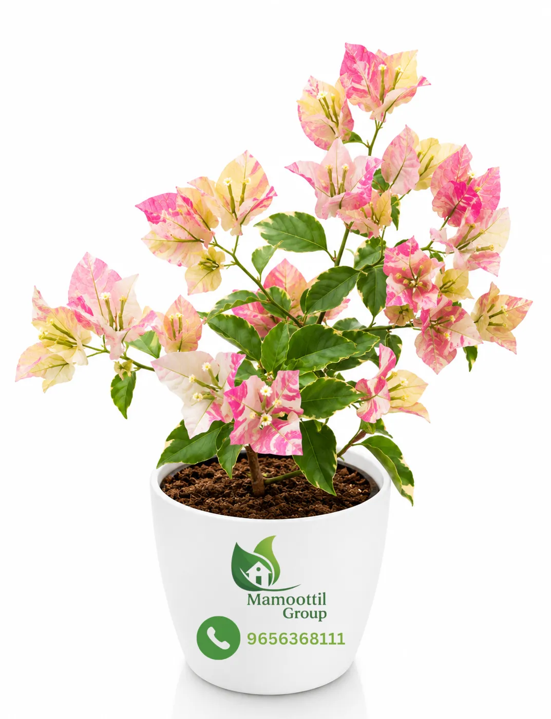 Spectabilis Rosea Profile